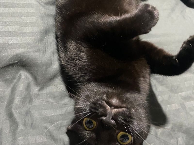 2 Gatas (Adoção Urgente)