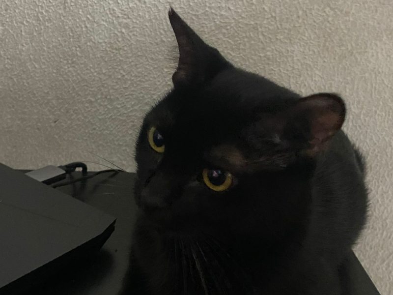 2 Gatas (Adoção Urgente)