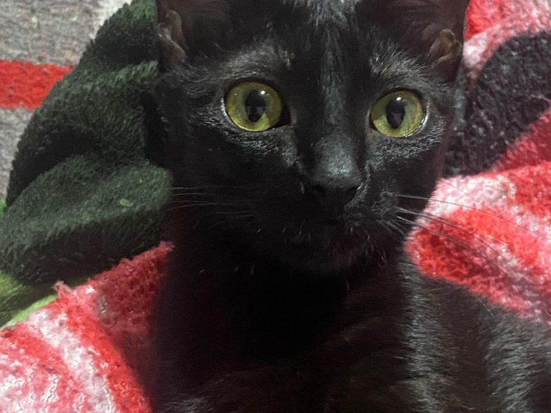 2 Gatas (Adoção Urgente)