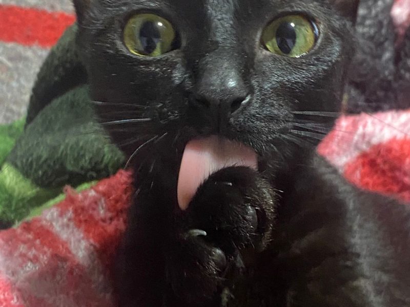 2 Gatas (Adoção Urgente)