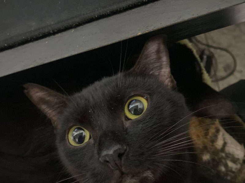 2 Gatas (Adoção Urgente)