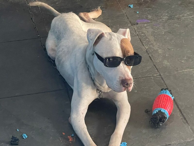 Nala (Adoção Urgente)