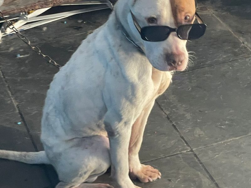 Nala (Adoção Urgente)