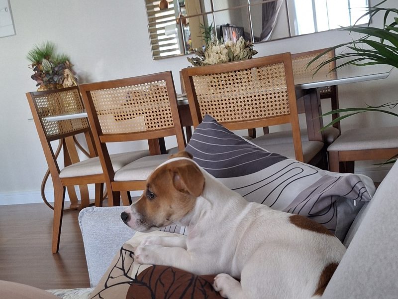 Ricki (Adoção Urgente)