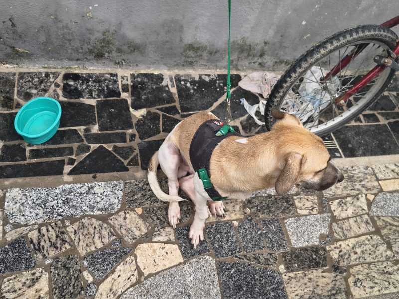 Orpheu (Adoção Urgente)