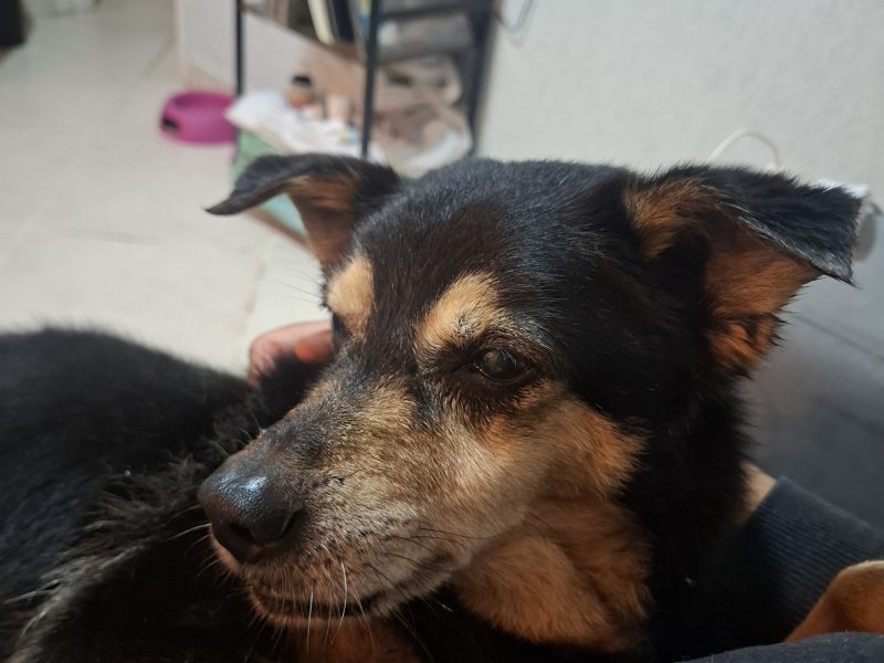Chico (Adoção Urgente)