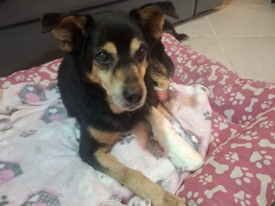Chico (Adoção Urgente)