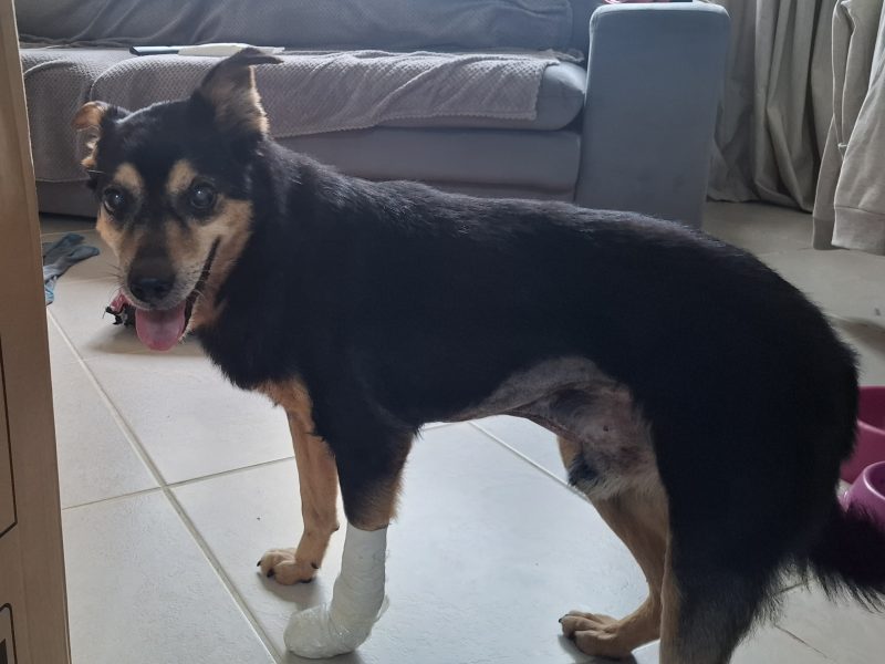 Chico (Adoção Urgente)