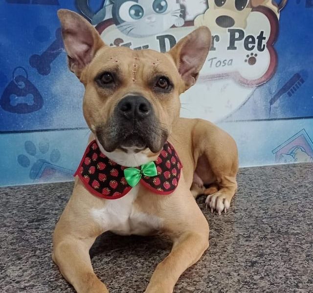 Serena (Adoção Urgente)