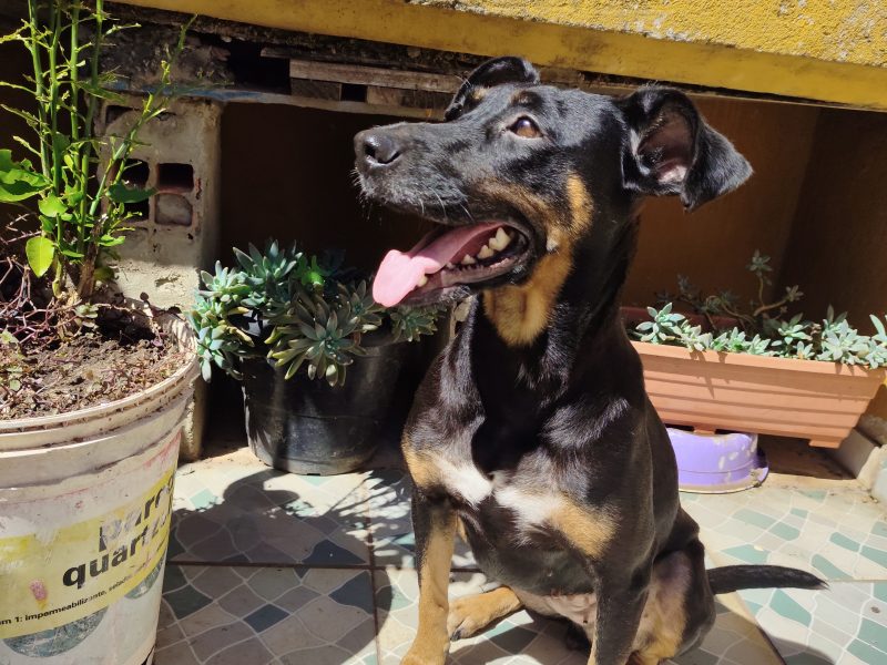 Sasha (Adoção Urgente)