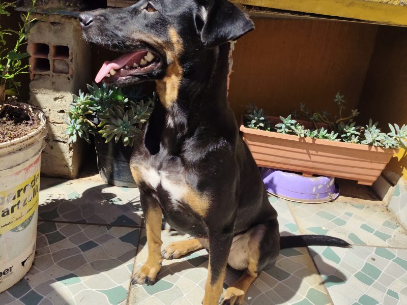Sasha (Adoção Urgente)