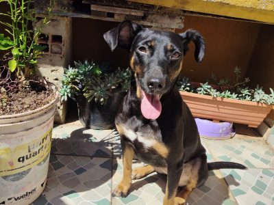 Sasha (Adoção Urgente)