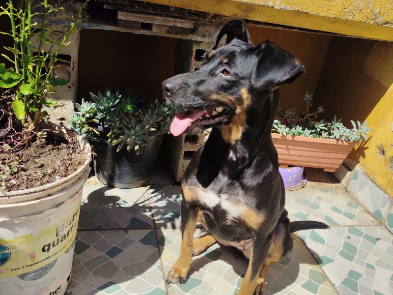 Sasha (Adoção Urgente)