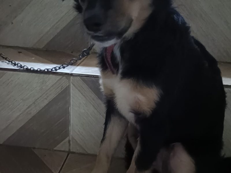 Isadora (Adoção Urgente)