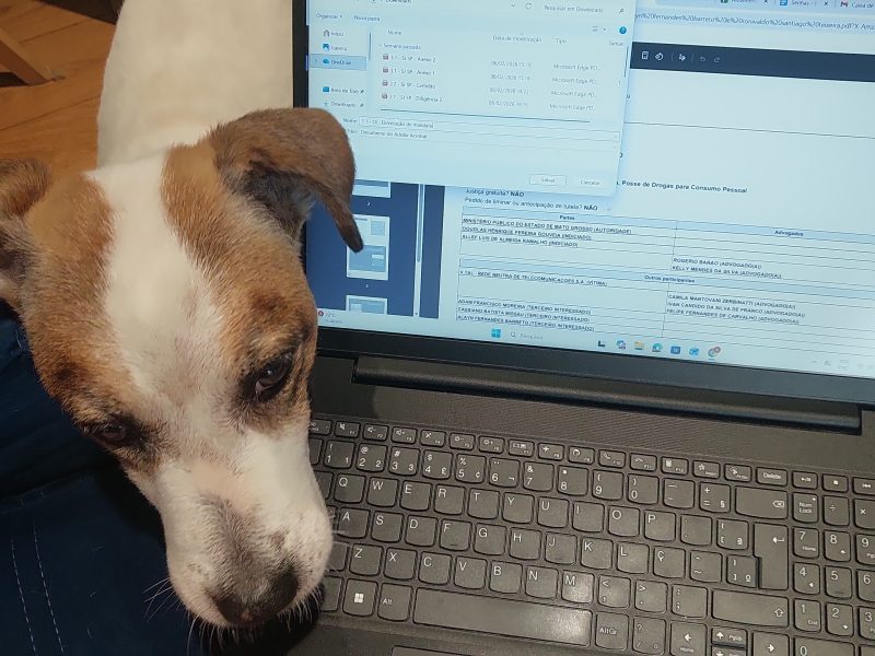 Leleco (Adoção Urgente)