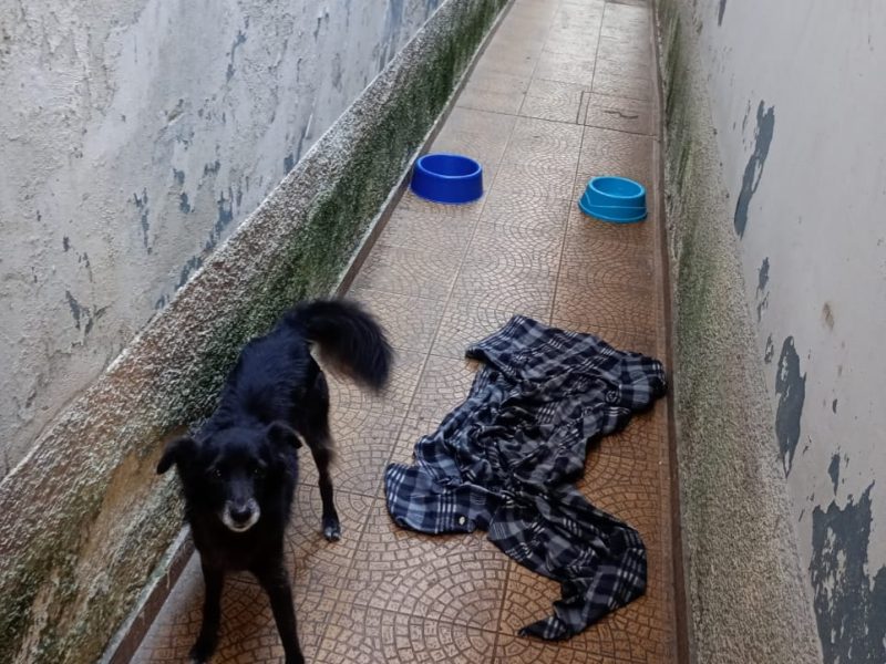Pity (Adoção Urgente)
