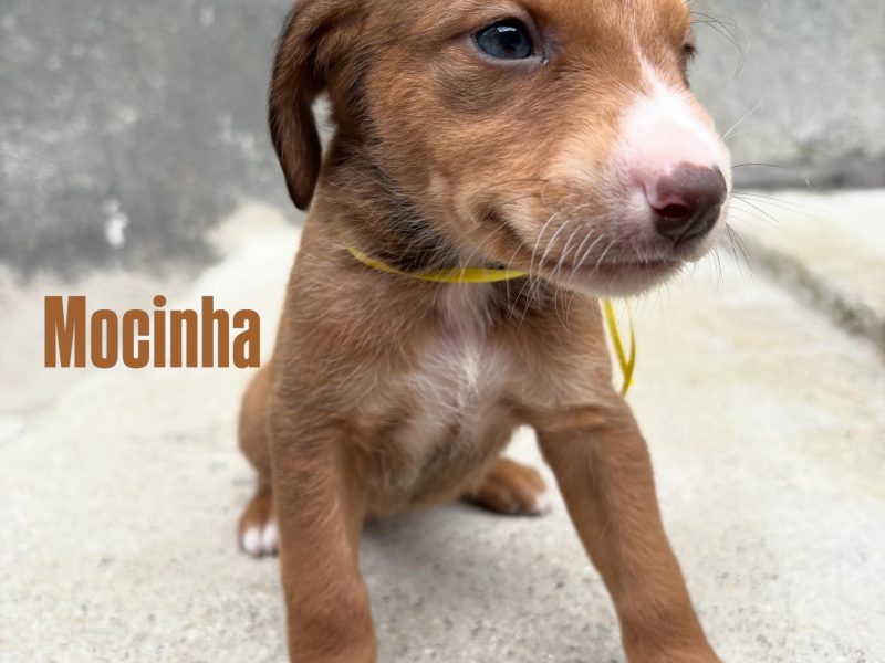 8 Filhotes (Adoção Urgente)
