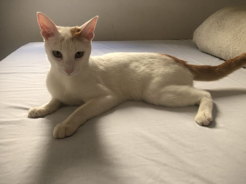 Akiles (Adoção Urgente)