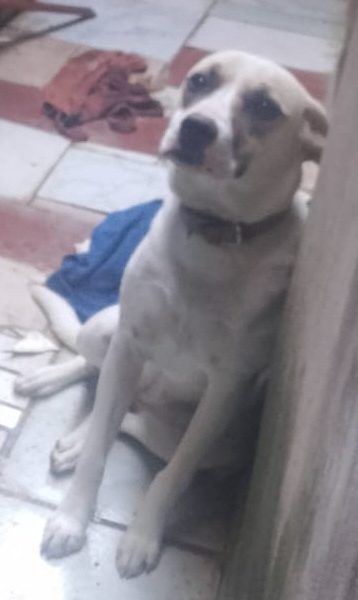 Lessie (Adoção Urgente)