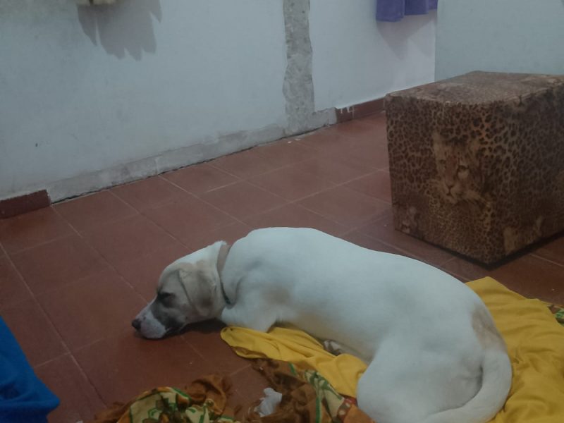 Lessie (Adoção Urgente)