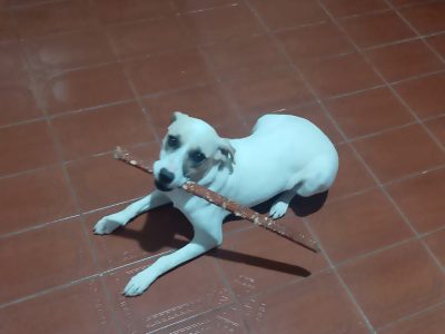 Lessie (Adoção Urgente)