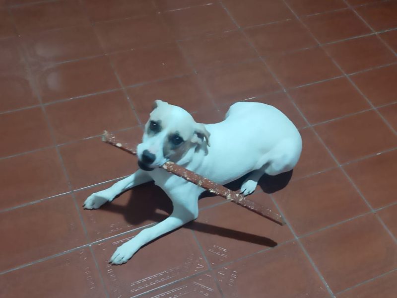 Lessie (Adoção Urgente)