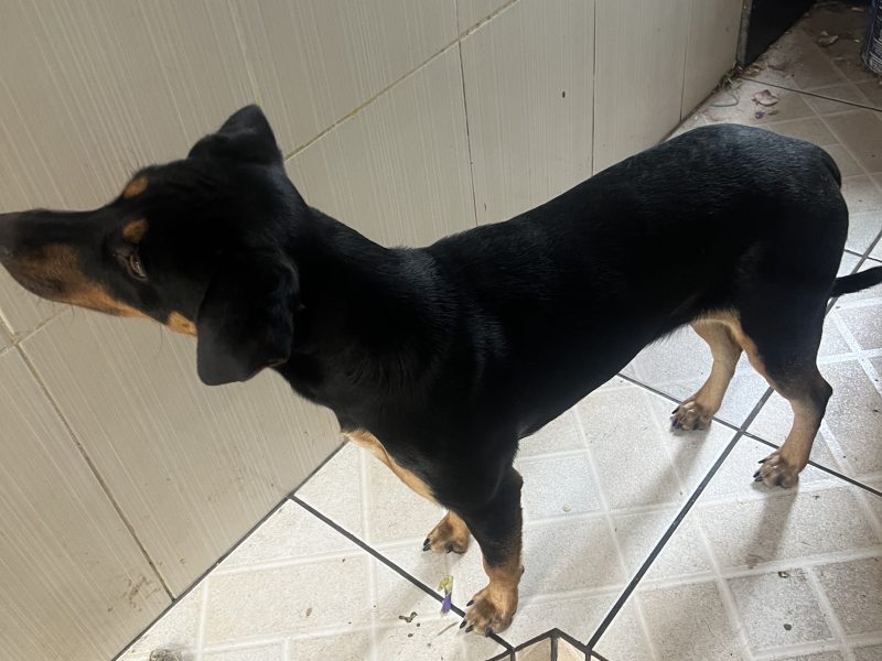 Lua (Adoção Urgente)