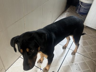 Lua (Adoção Urgente)