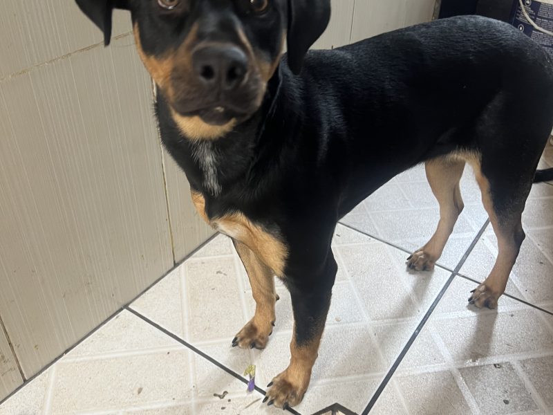 Lua (Adoção Urgente)