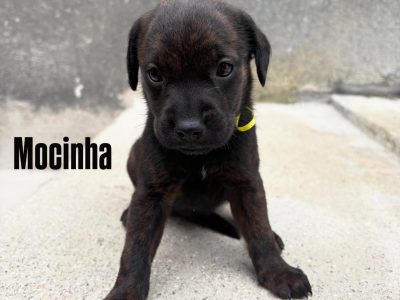 8 Filhotes (Adoção Urgente)