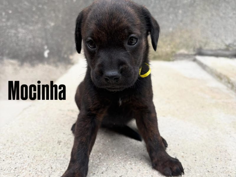 8 Filhotes (Adoção Urgente)