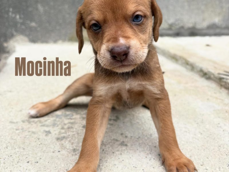 8 Filhotes (Adoção Urgente)