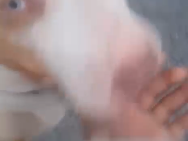 Thor (Adoção Urgente)