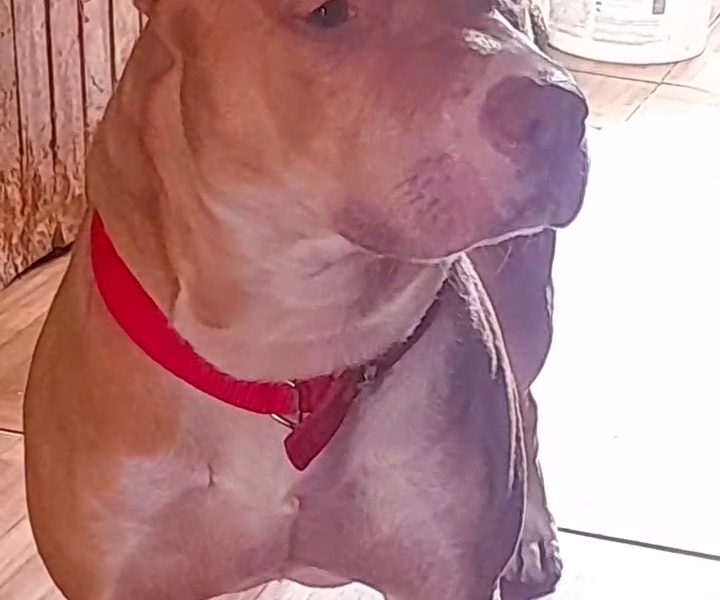 Zeus (Adoção Urgente)