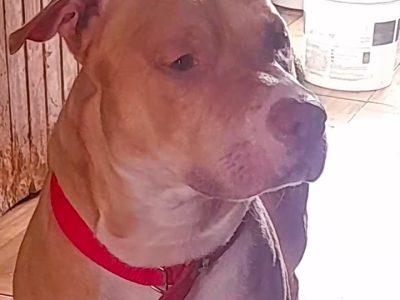 Zeus (Adoção Urgente)