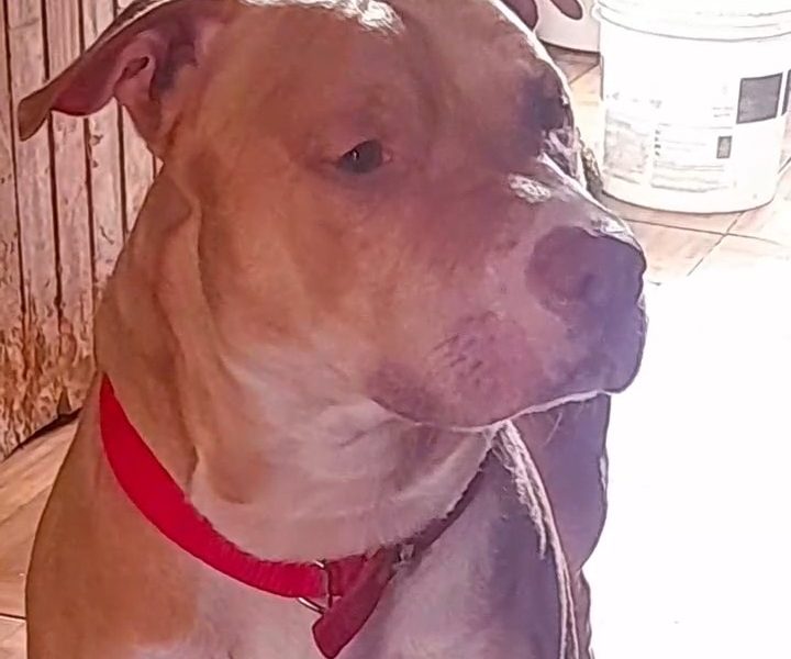 Zeus (Adoção Urgente)