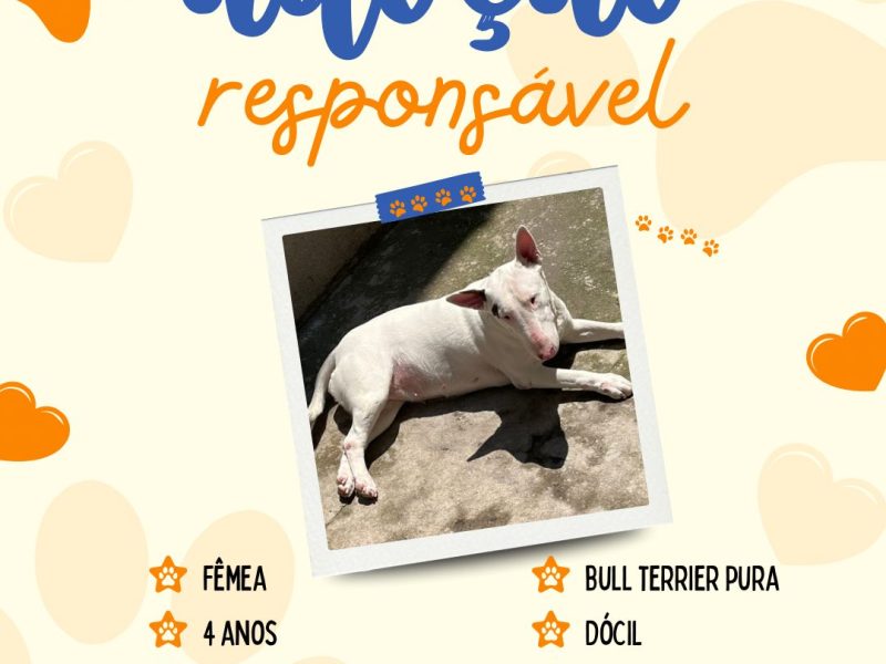 Bull Terrier (Adoção Urgente)