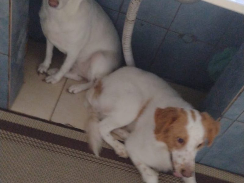 3 Cães (Adoção Urgente)