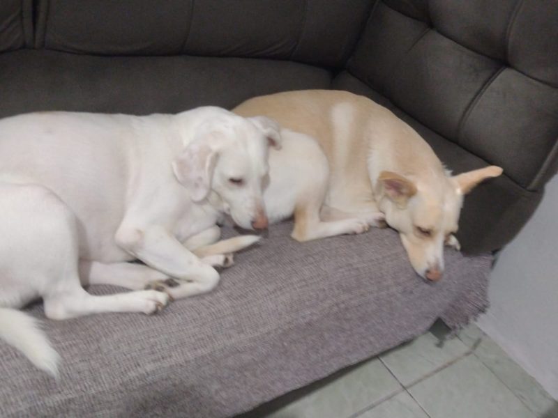 3 Cães (Adoção Urgente)