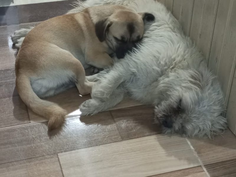 Zeca e Dini (Adoção Urgente)