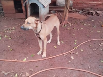 Spoky (Adoção Urgente)