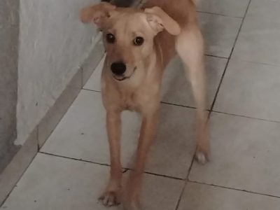 Apolo (Adoção Urgente)