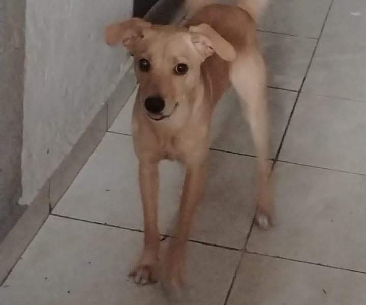 Apolo (Adoção Urgente)