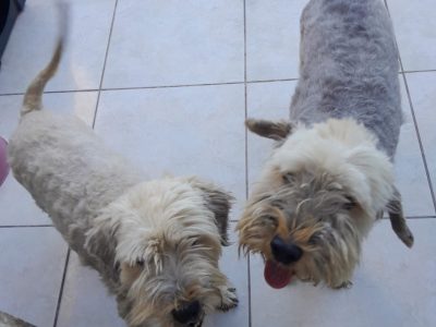 Nina e Zoy (Adoção Urgente)