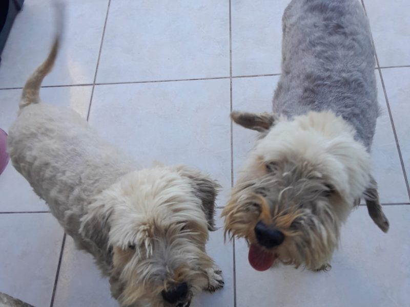 Nina e Zoy (Adoção Urgente)