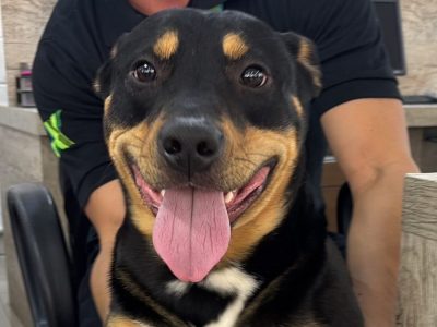 Porte M (Adoção Urgente)