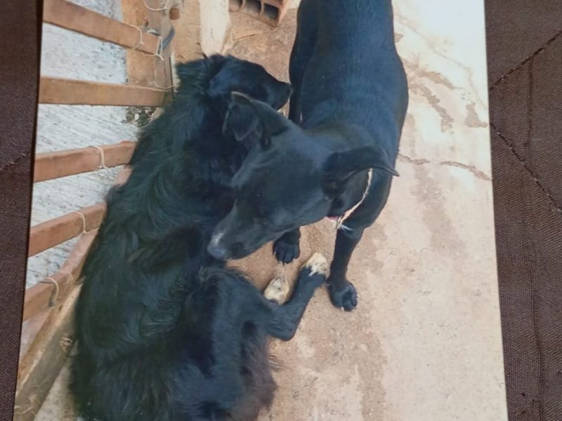 2 Cães (Adoção Urgente)
