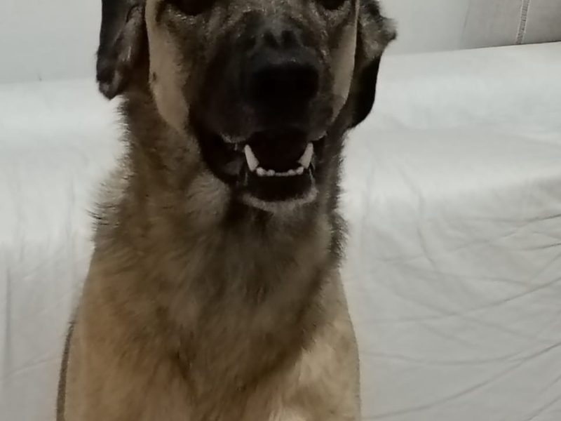 Fêmea (Adoção Urgente)