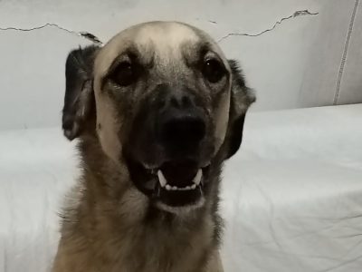 Fêmea (Adoção Urgente)