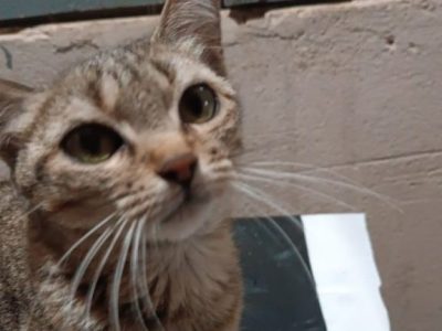 Gatos (Adoção Urgente)